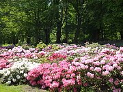 Rhododendren im Hofgarten