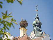 Störche in ihrem Nest in Donauwörth