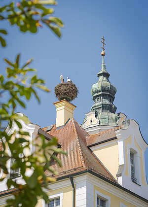 Störche in Donauwörth Störche in ihrem Nest in Donauwörth